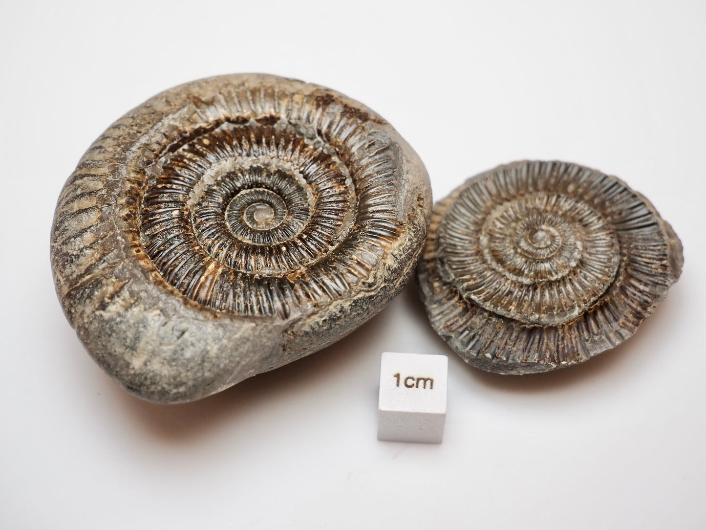 Classic Dactylioceras Ammonite Split Pair Fossil Whitby Yorkshire Coast