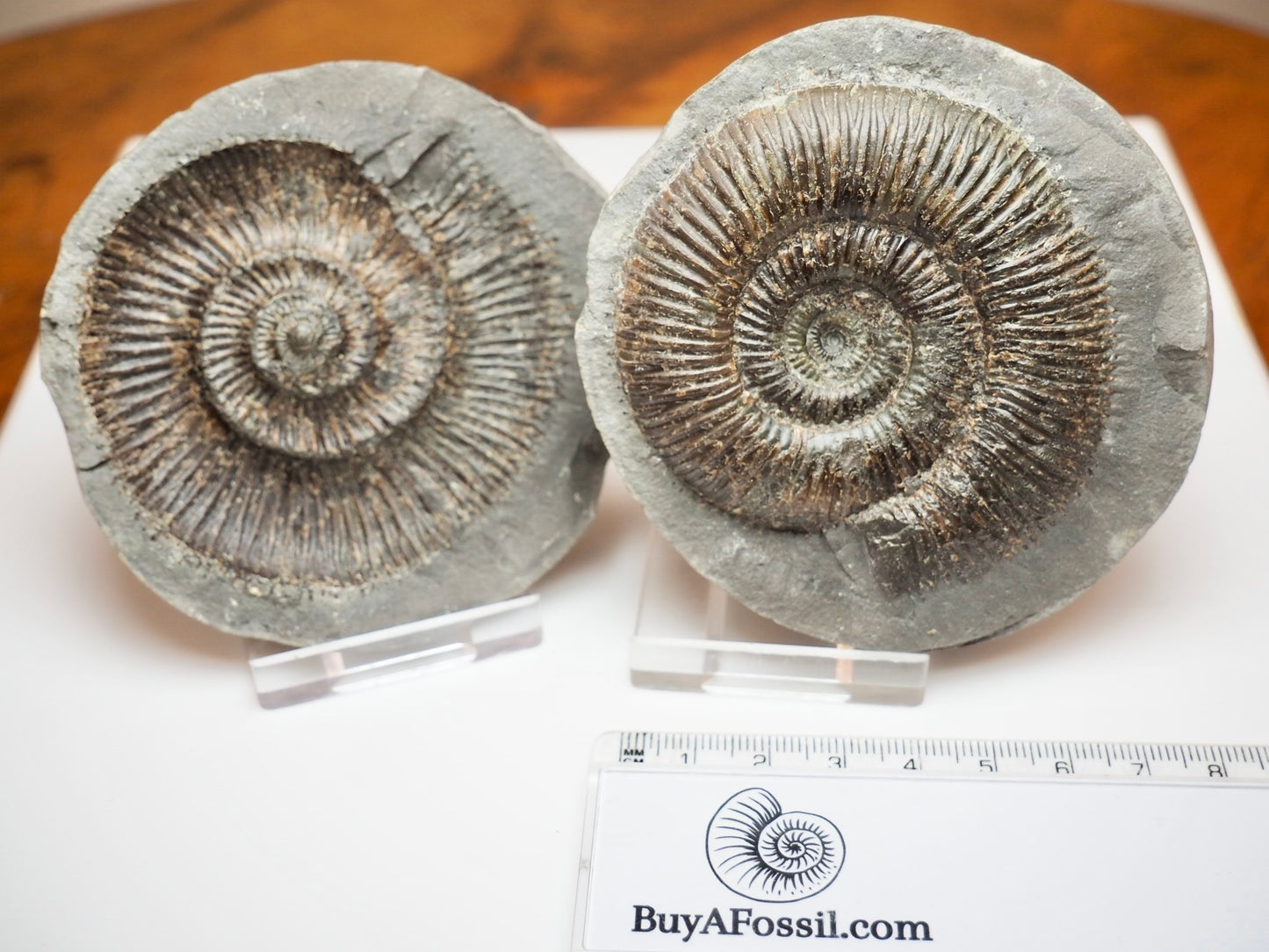 Whitby Jurassic Ammonite Split Pair – Dactylioceras Semicelatum