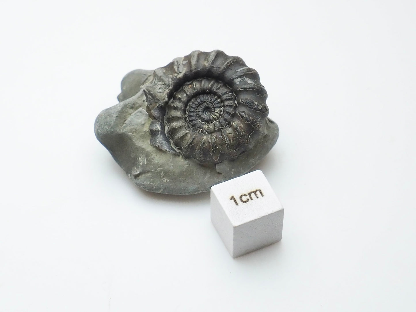 Whitby Jurassic Ammonite Fossil – Gagaticeras