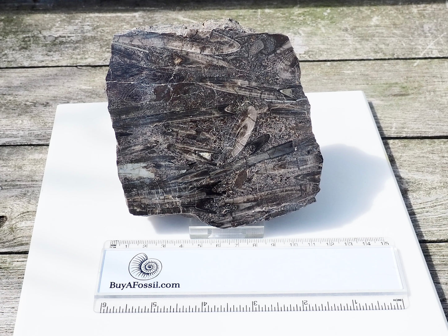 Cut & Polished Belemnite Battlefield Fossil From Whitby Yorkshire Coast