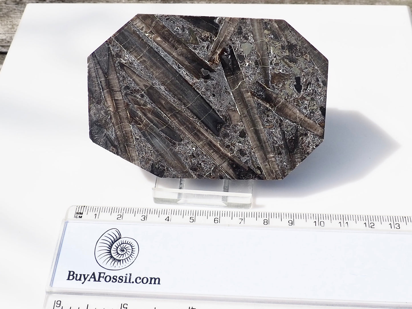 Jurassic Belemnite Death Bed Display Fossil Whitby UK