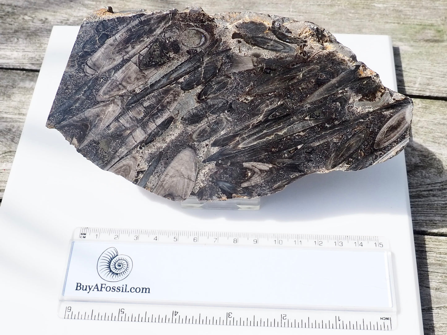 Polished Belemnite Battlefield Fossil Slab Yorkshire Coast