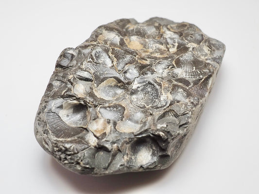 Jurassic Shell Cluster Fossil From Whitby Yorkshire Coast