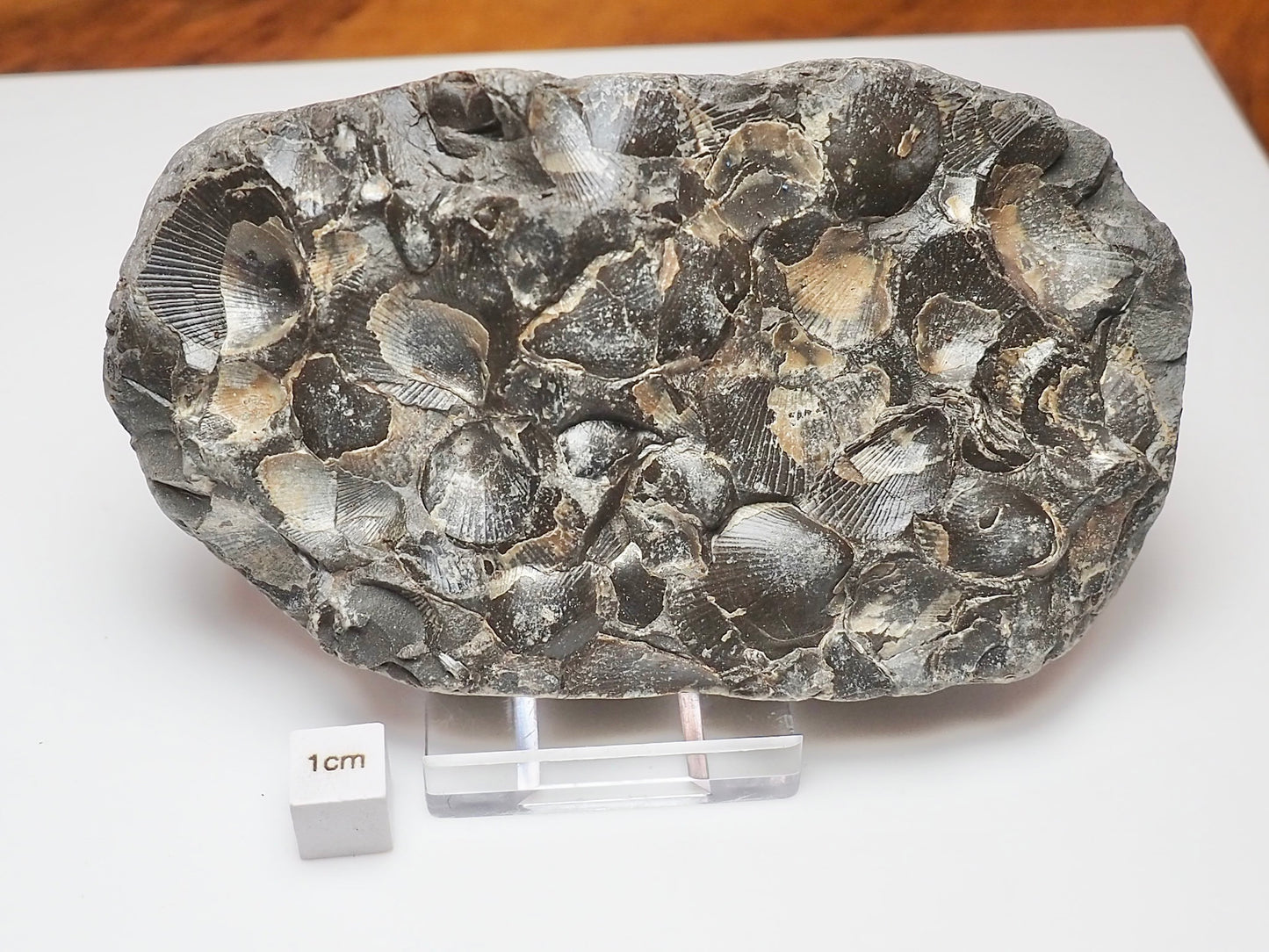 Jurassic Shell Cluster Fossil From Whitby Yorkshire Coast