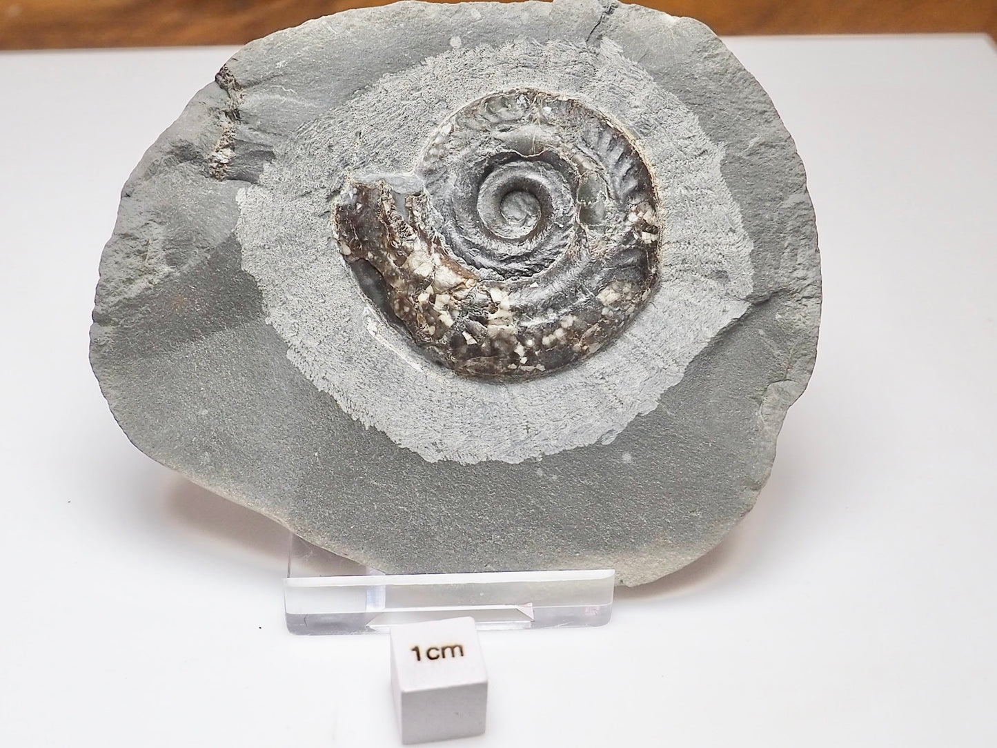 Small Hildoceras Ammonite Fossil Whitby Yorkshire Coast