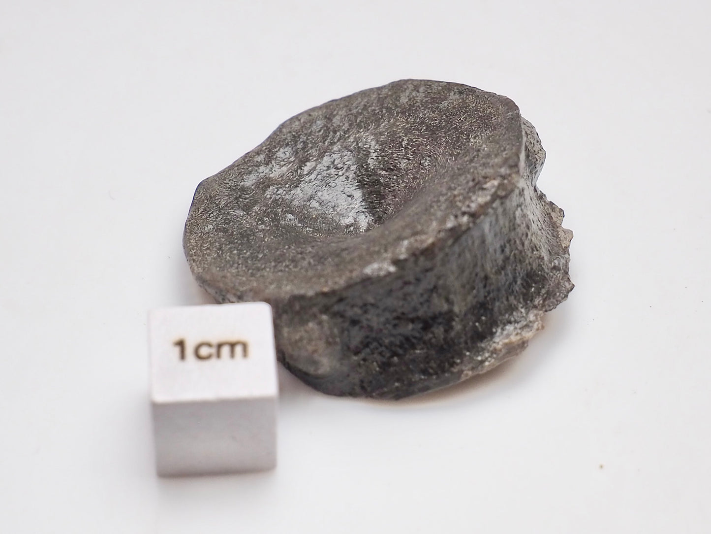 Small Ichthyosaur Vertebra Fossil Whitby Yorkshire Coast