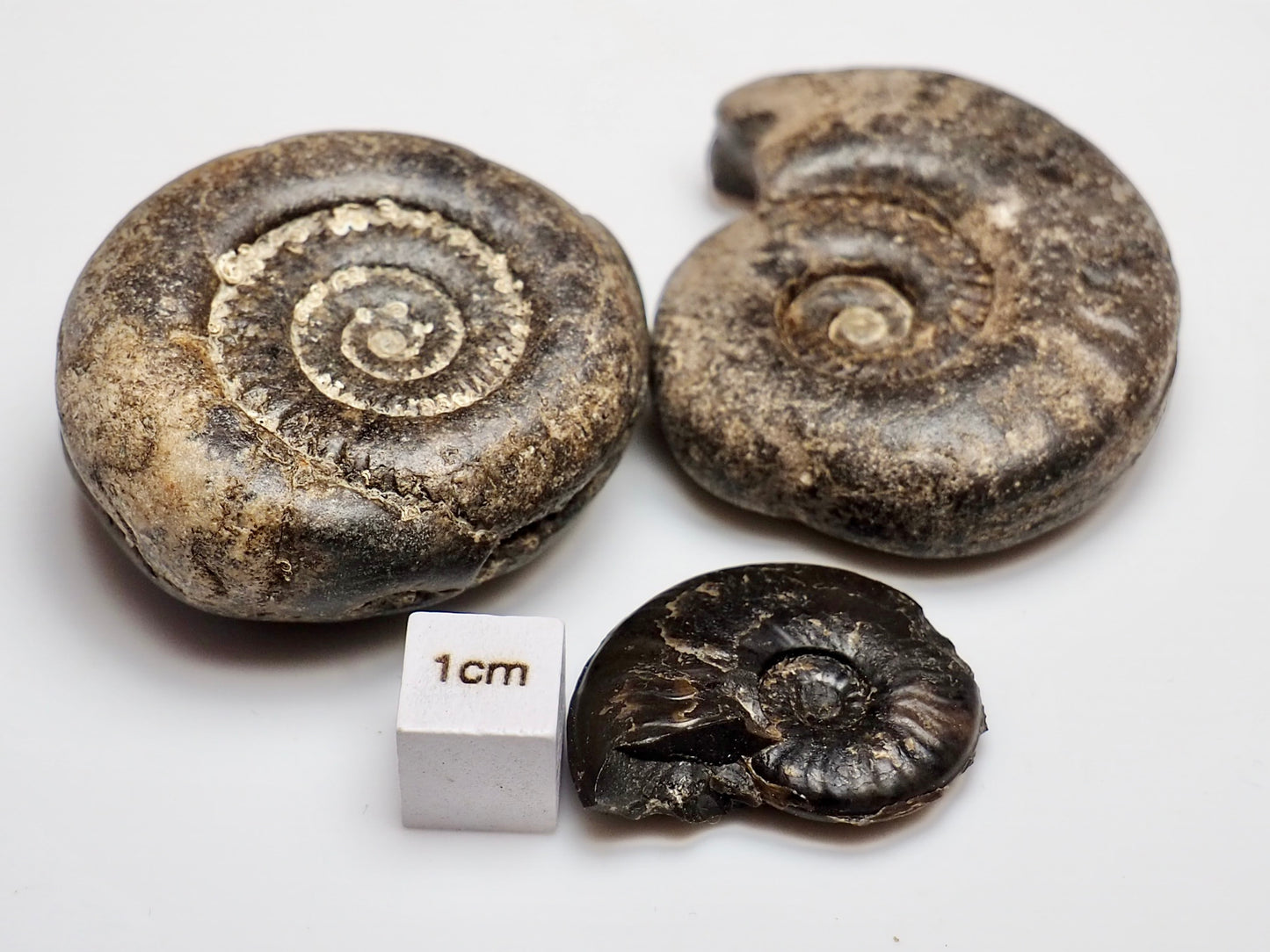 Bundle Of 3 Small Jurassic Ammonite Fossils Whitby UK