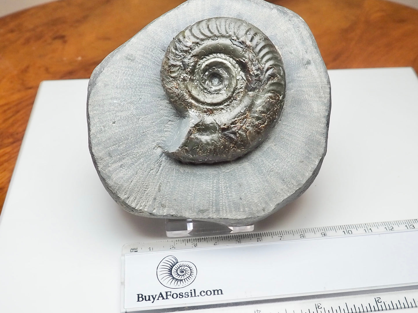 Whitby Jurassic Hildoceras Ammonite Fossil