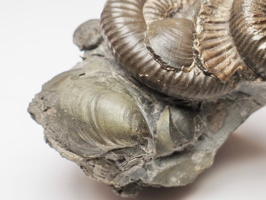 Multiple Dactylioceras And Shell Fossil Block Whitby UK
