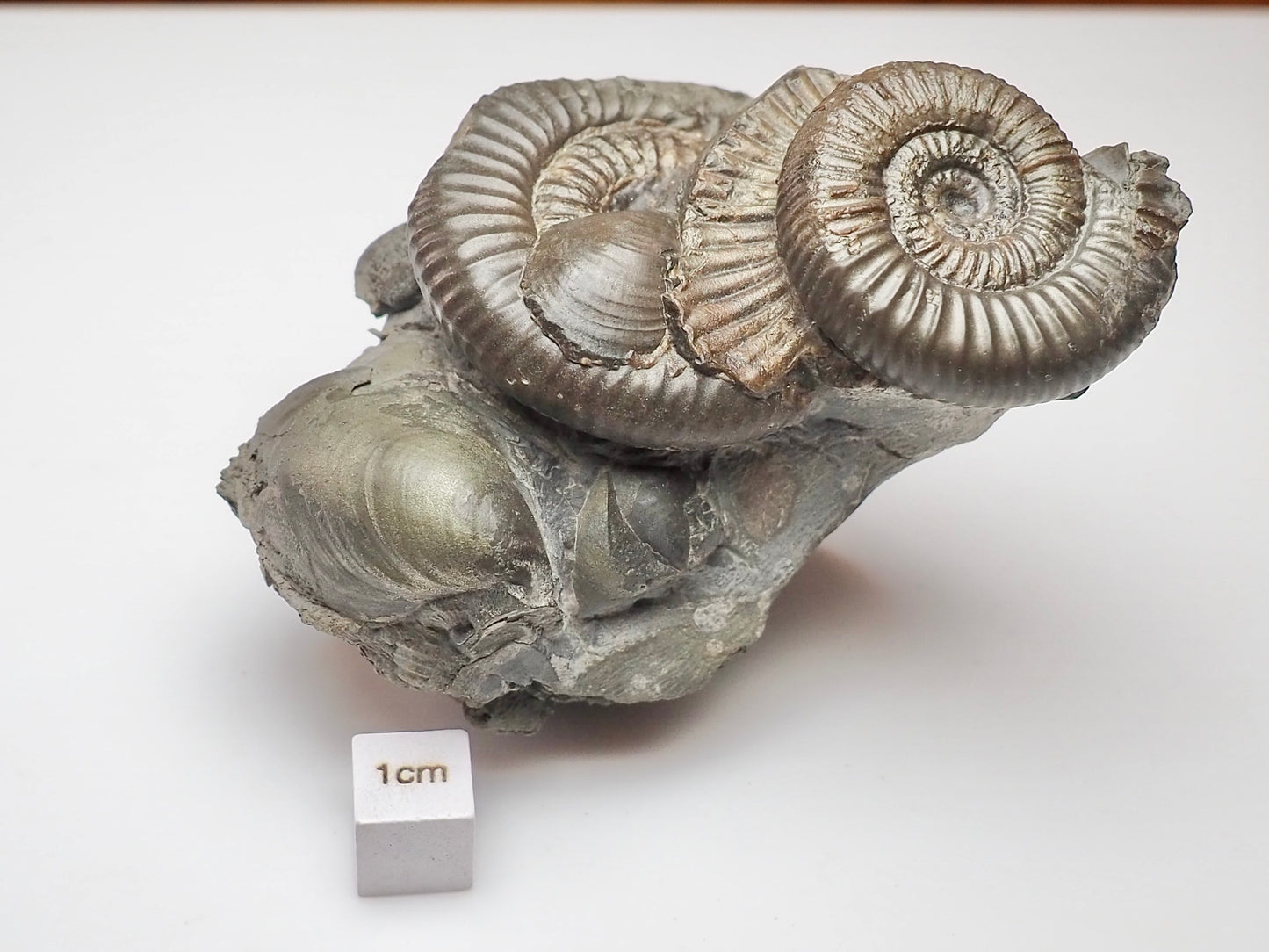 Multiple Dactylioceras And Shell Fossil Block Whitby UK