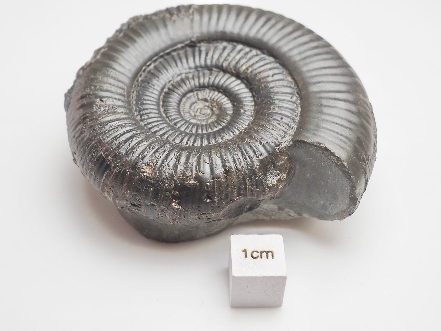 Whitby Jurassic Dactylioceras Clevelandicum Fossil