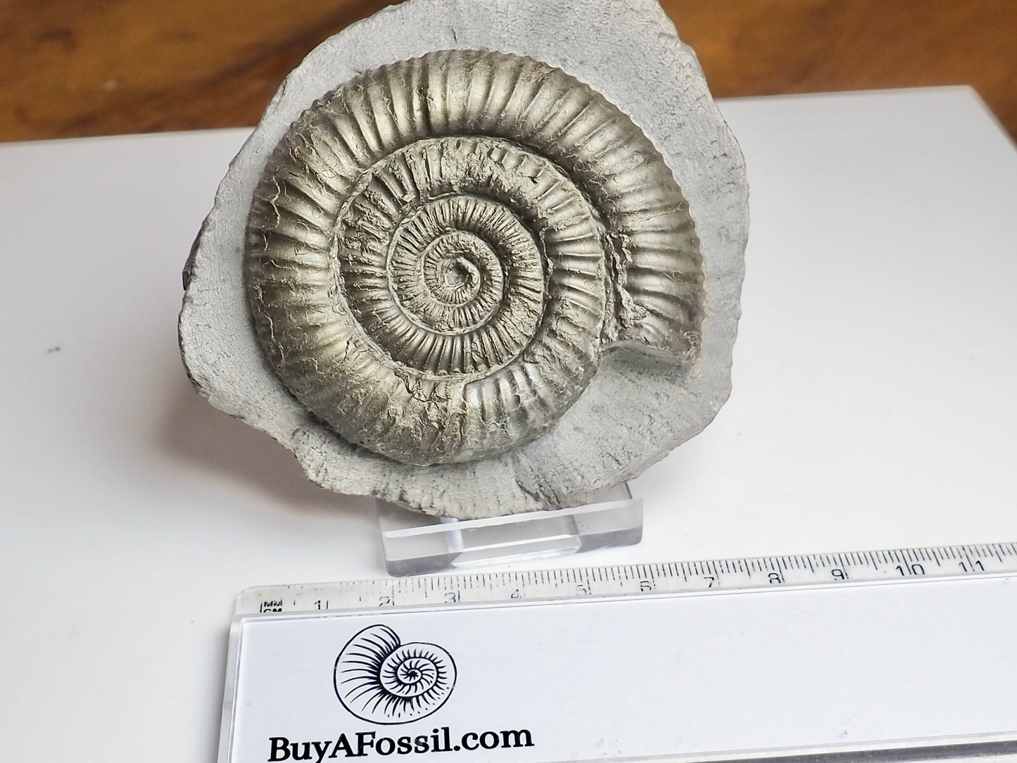 Classic Dactylioceras Ammonite Fossil Whitby Yorkshire Coast