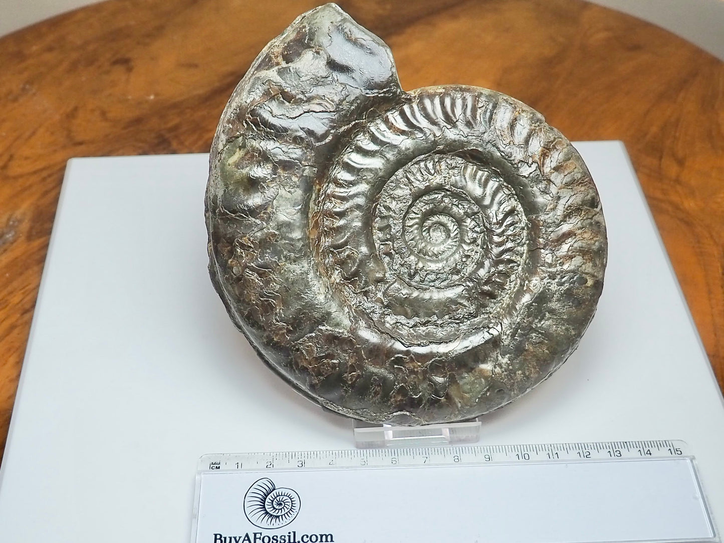 Large Hildoceras Ammonite Fossil Whitby Yorkshire Coast