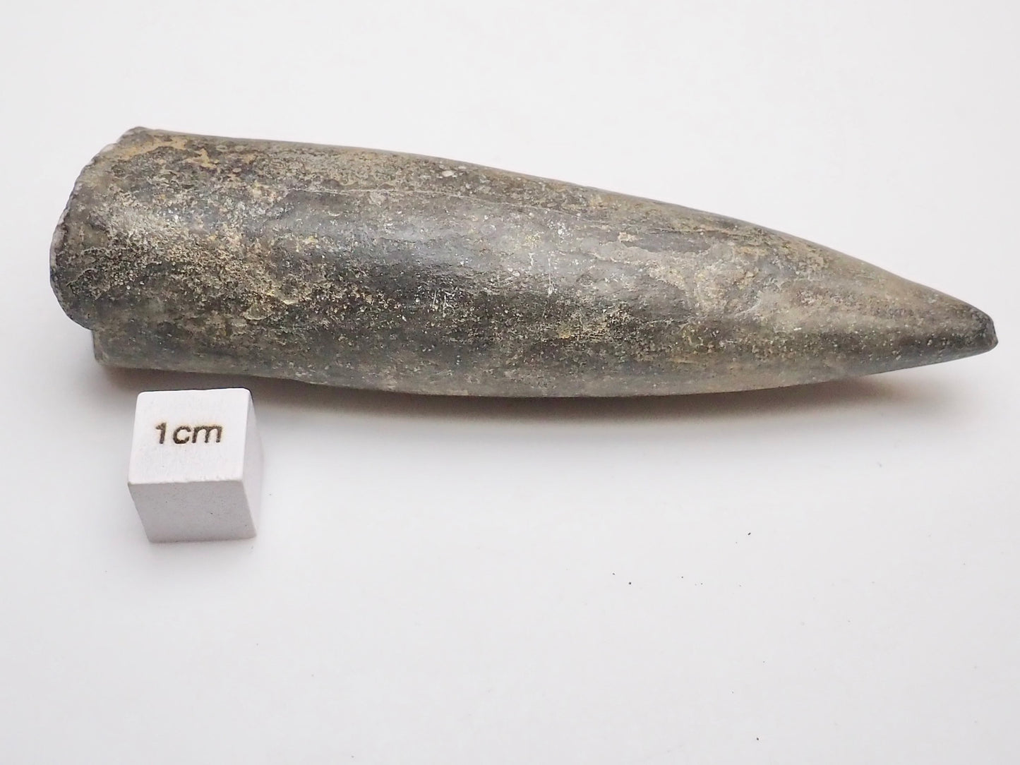 Large Jurassic Belemnite Fossil From Whitby Yorkshire Coast