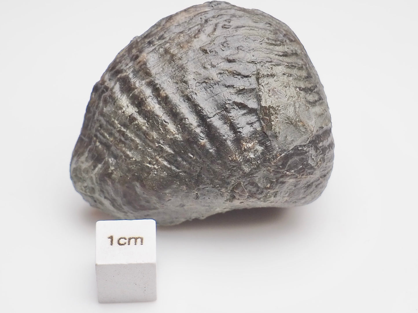 Trigonia Bivalve Shell Fossil From Whitby Yorkshire Coast