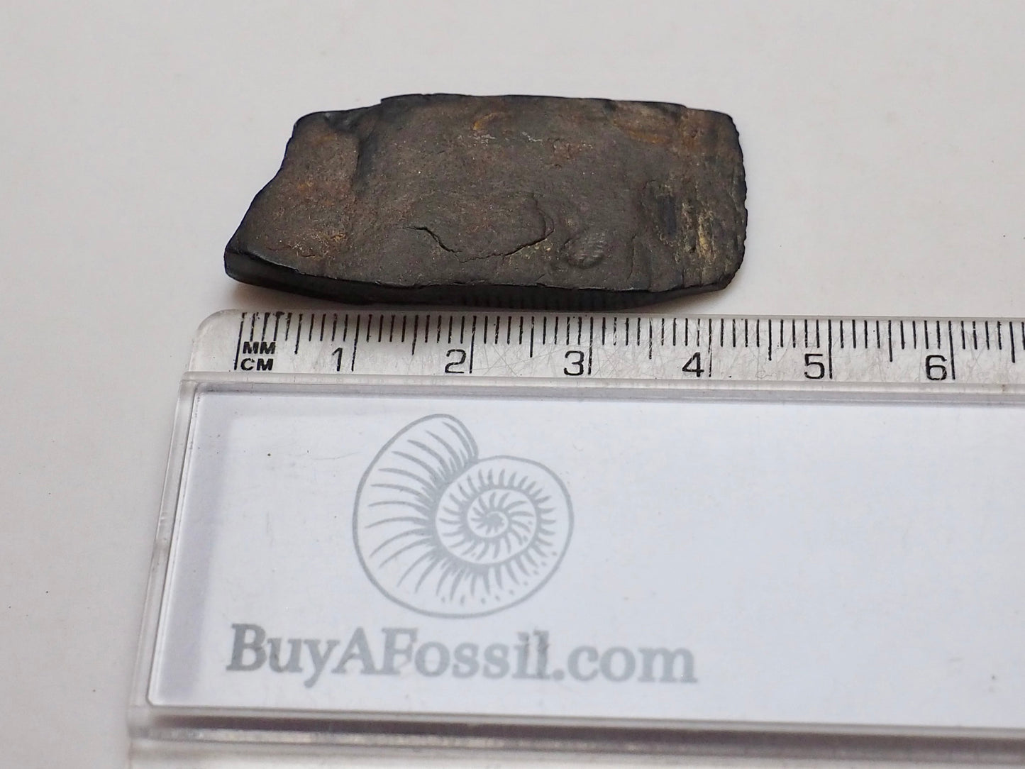 Raw Whitby Jet Specimen (4g) – Authentic Whitby Jet