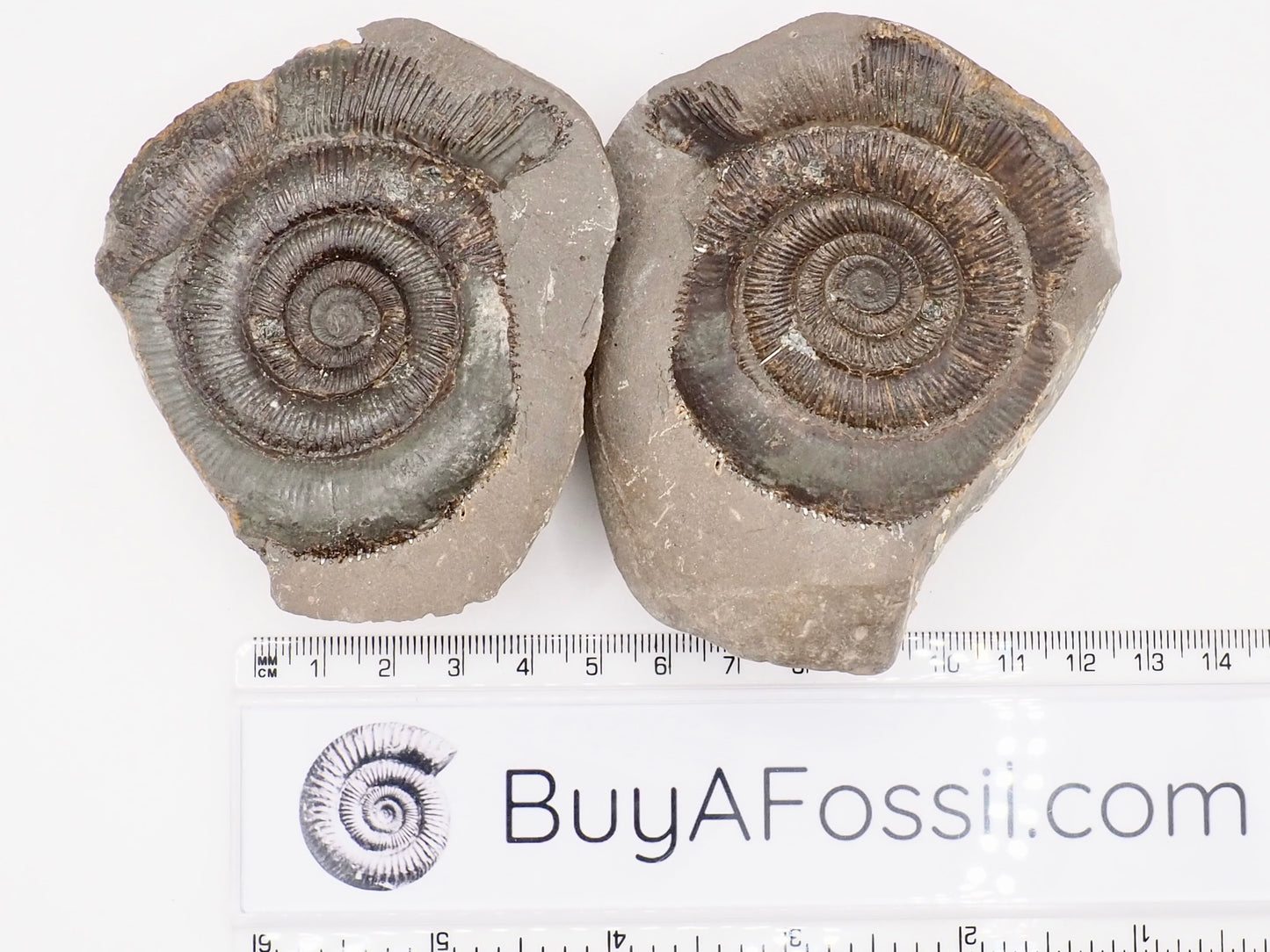 Dactylioceras tenuicostatum Ammonite Fossil Split Pair – Yorkshire Coast – Jurassic