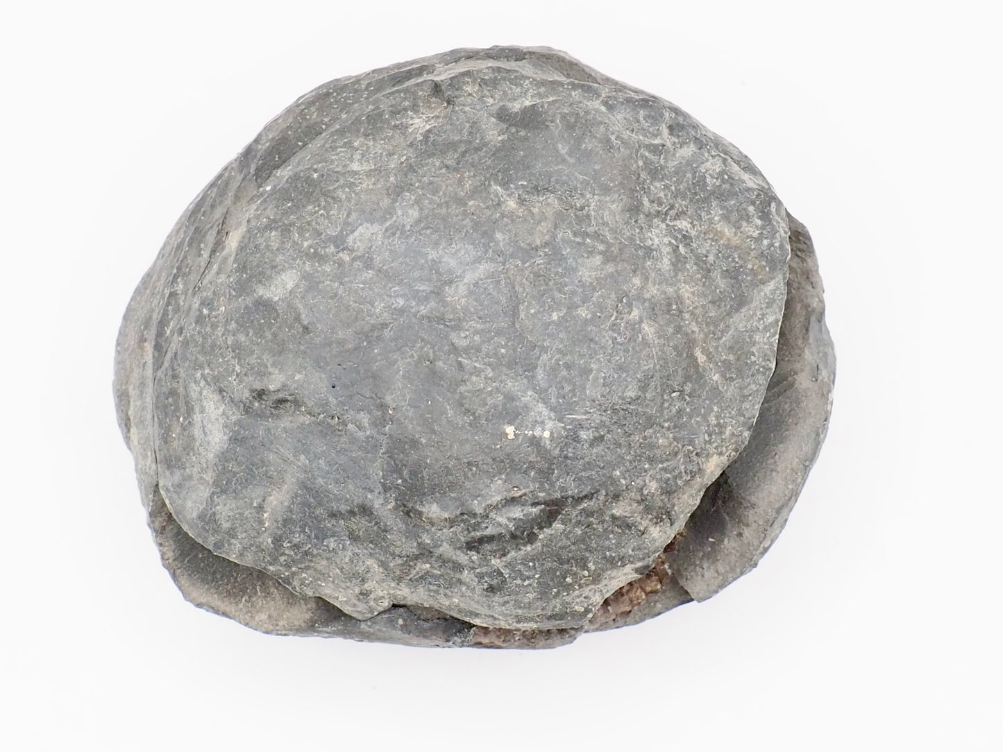 Dactylioceras Ammonite Fossil Split Pair – Whitby Yorkshire Coast – Jurassic Fossil