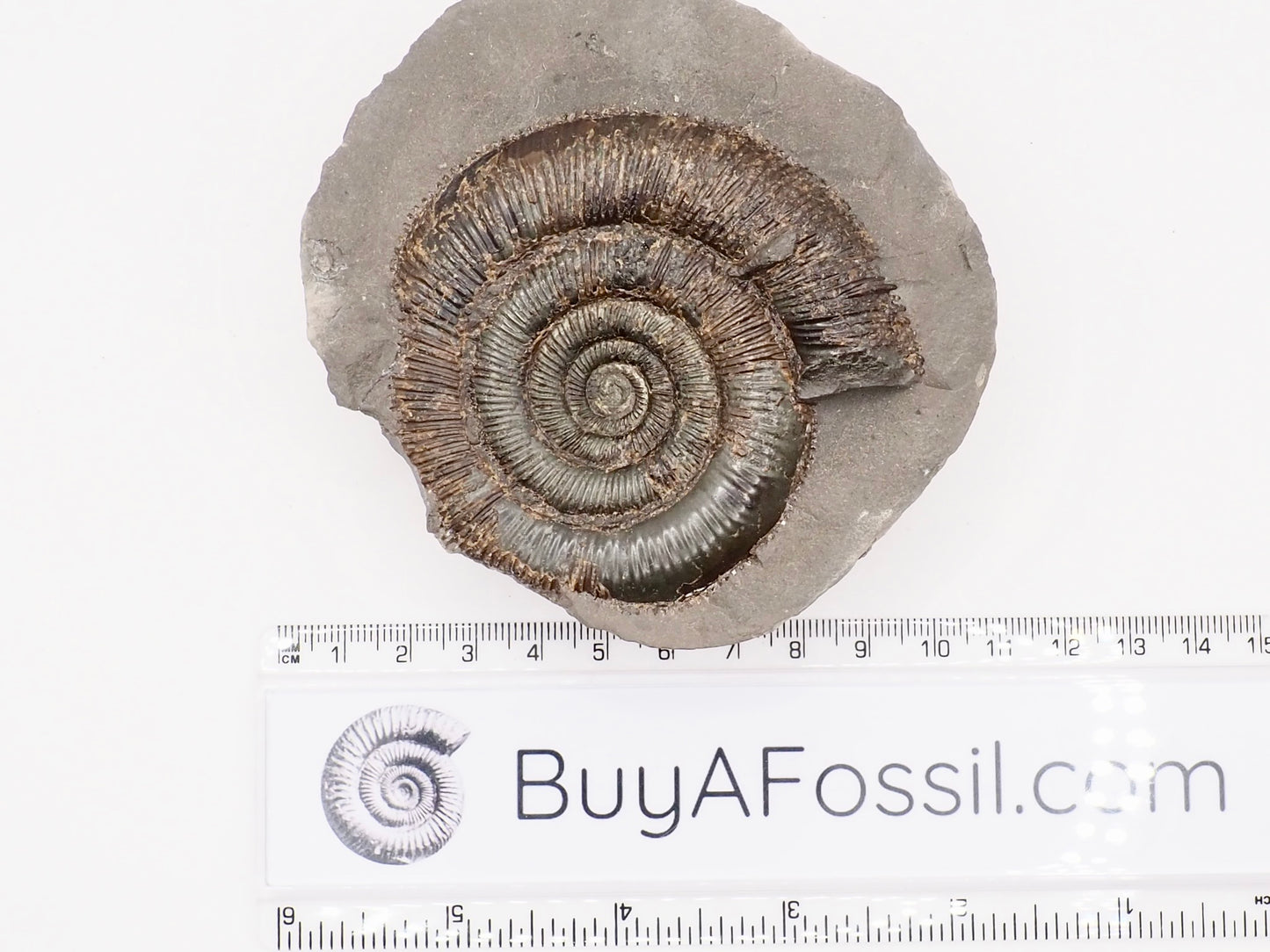Dactylioceras tenuicostatum Ammonite Fossil Split Pair – Whitby Yorkshire Coast – Jurassic Fossil