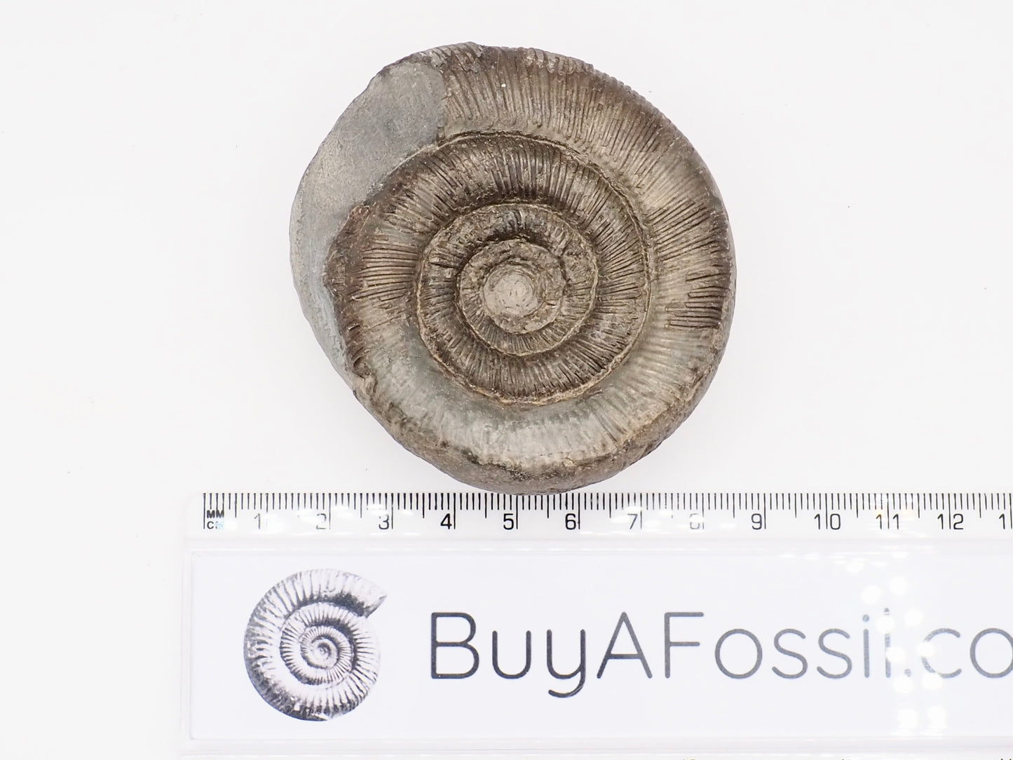 Dactylioceras tenuicostatum Ammonite Fossil – Whitby Yorkshire Coast – Jurassic Fossil