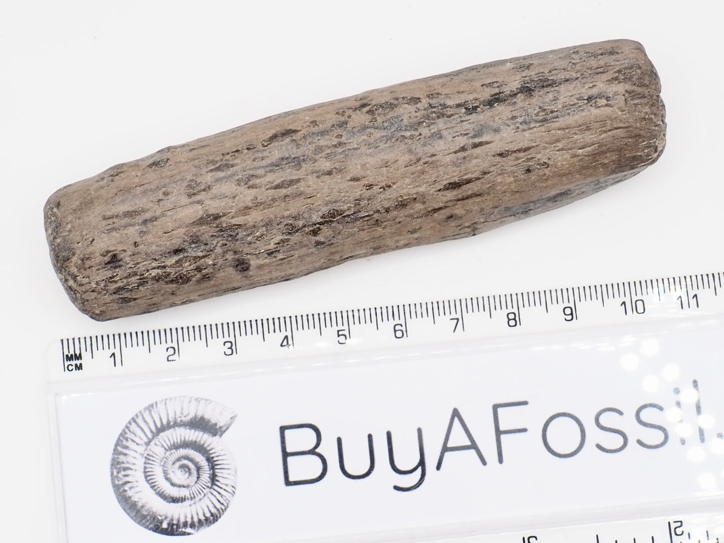 Fossil Wood Fossil – Whitby Yorkshire Coast – Jurassic Fossil