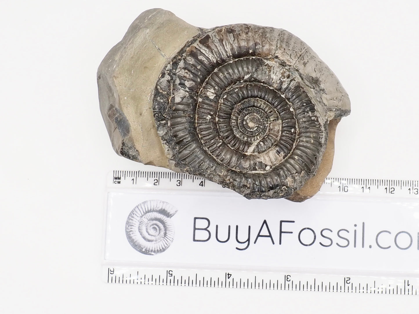 Rare Paltechioceras Ammonite Fossil – Whitby Yorkshire Coast – Lower Lias Jurassic Fossil