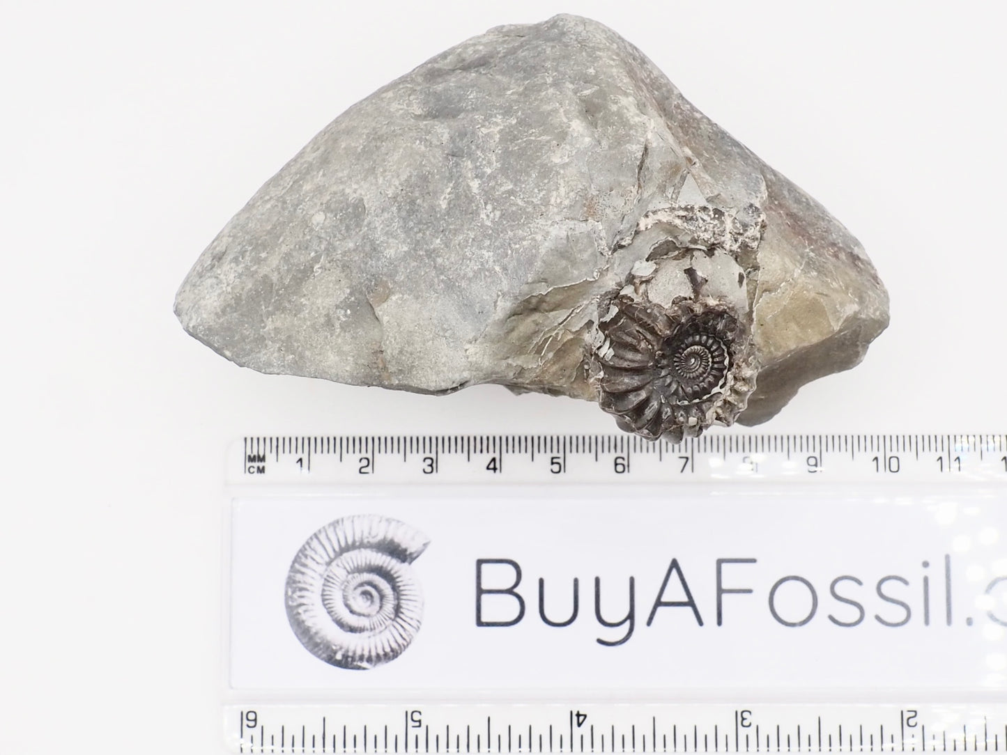 Gagaticeras Ammonite Fossil – Whitby Yorkshire Coast – Lower Lias Jurassic Fossil