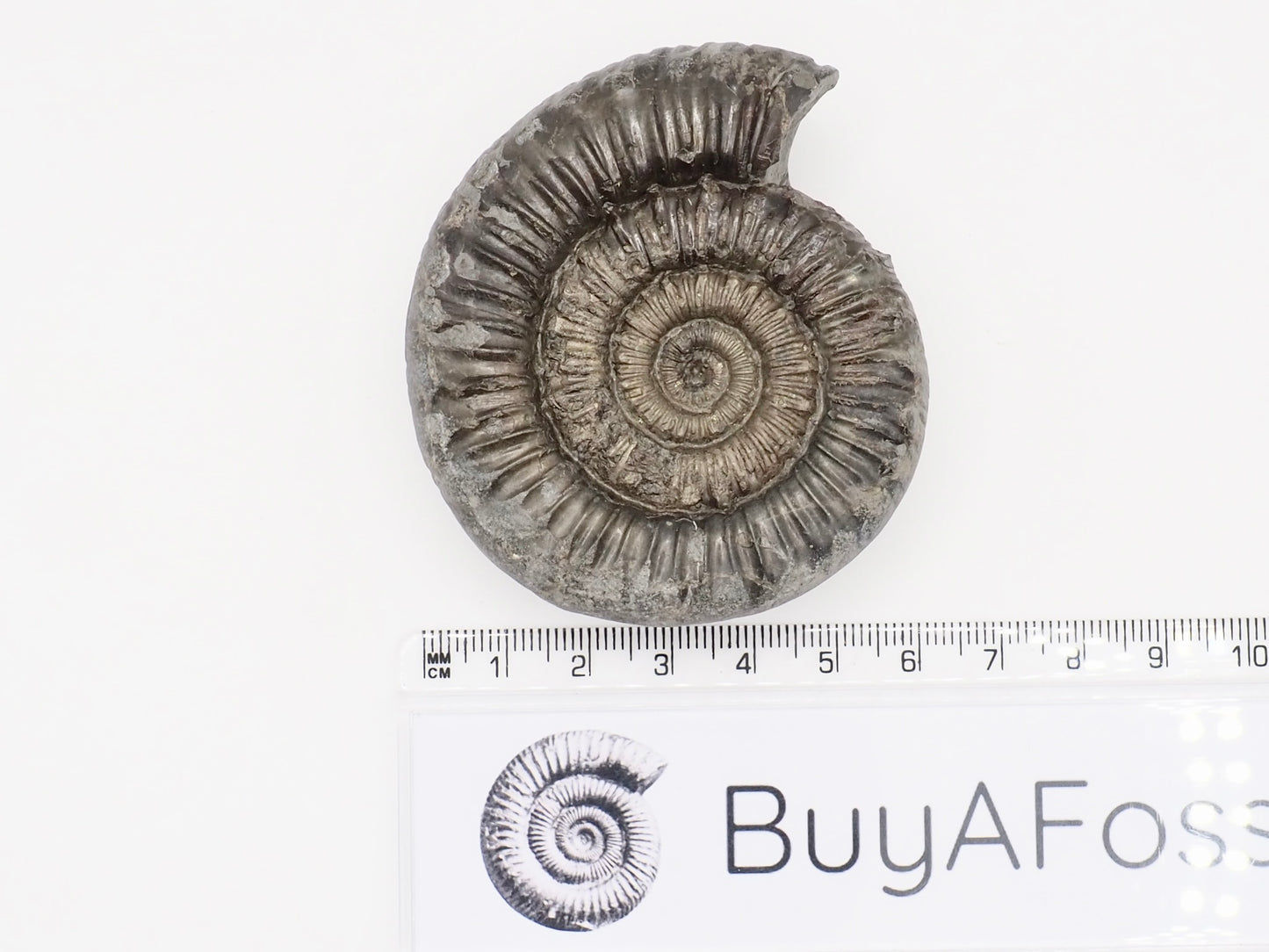 Peronoceras Spiny Ammonite Fossil Prepared – Whitby Yorkshire Coast – Jurassic Fossil