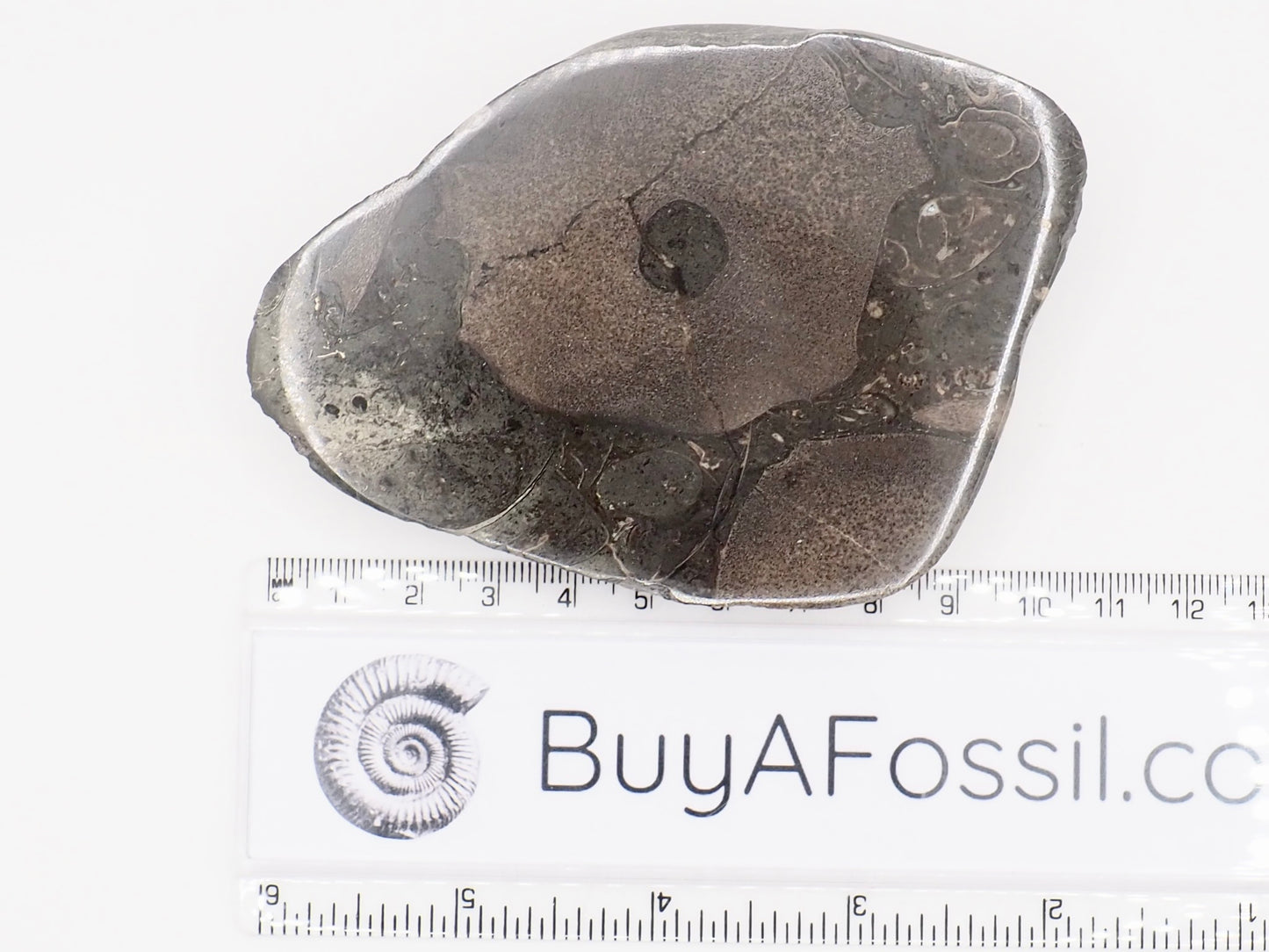 Polished Ichthyosaur Bone Block with Vertebra – Whitby Yorkshire Coast – Jurassic Fossil