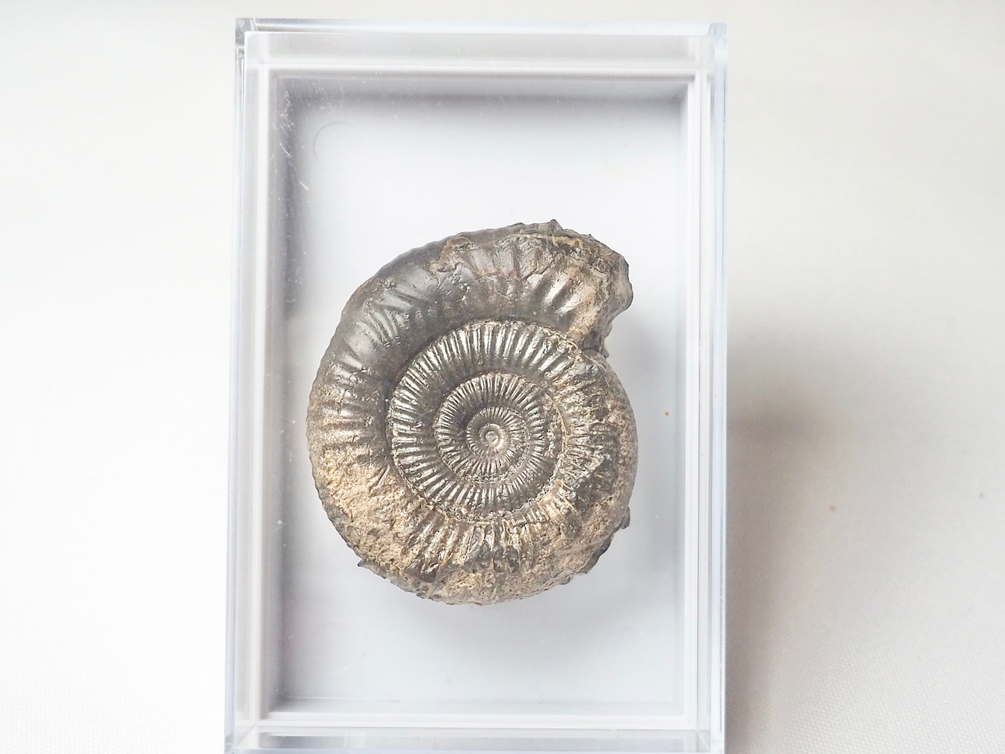 Pathological Dactylioceras Boxed Specimen