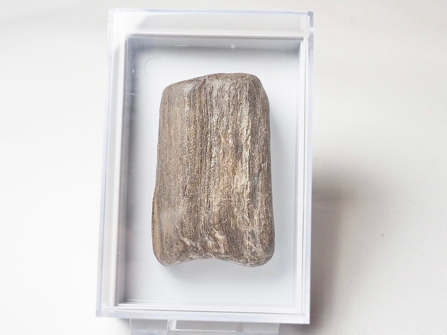 Fossil Wood - Boxed Specimen - Pick N Mix