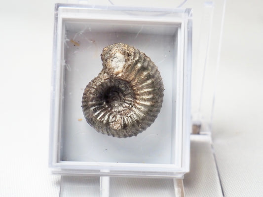 Ammonite - Pick N Mix