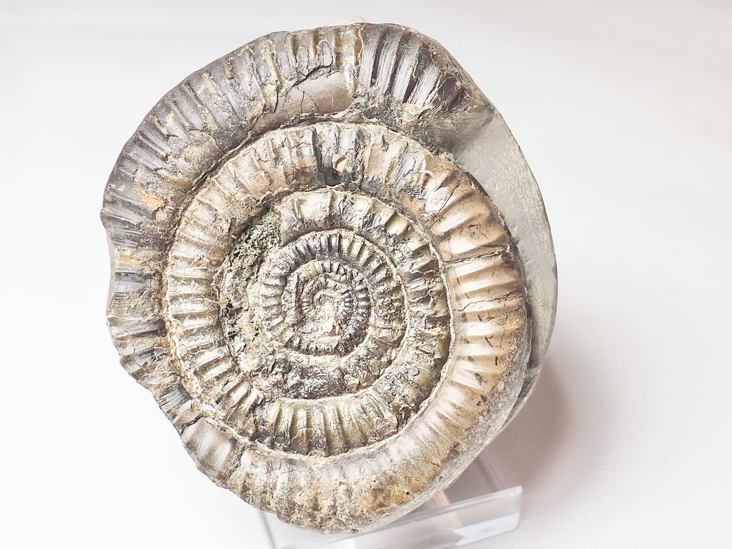 Paltechioceras