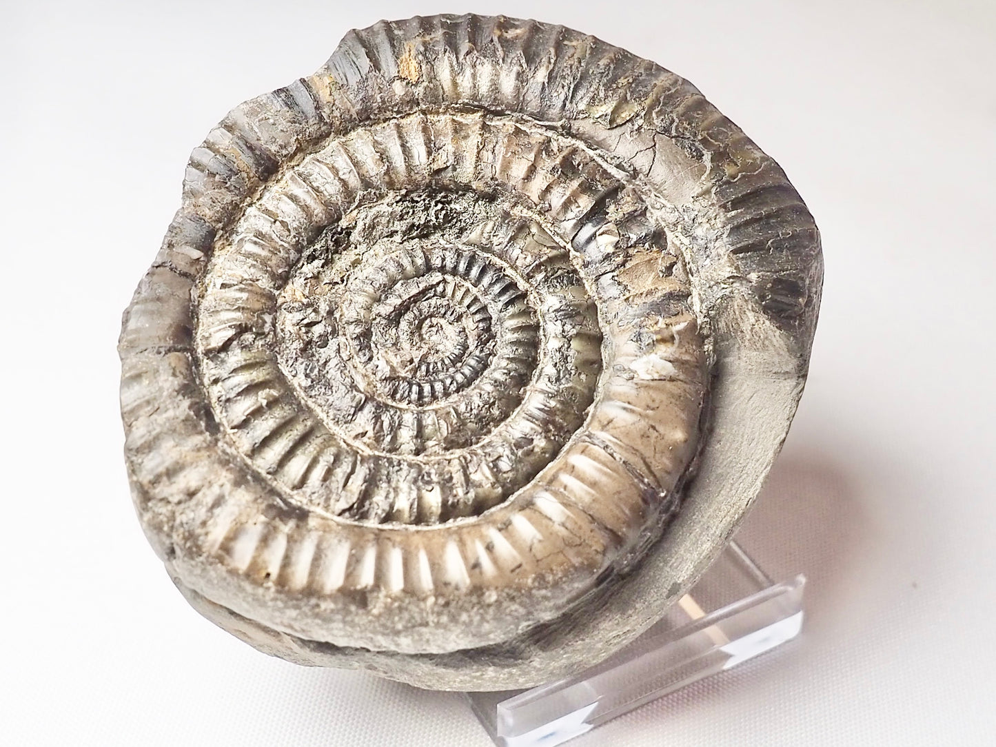 Paltechioceras