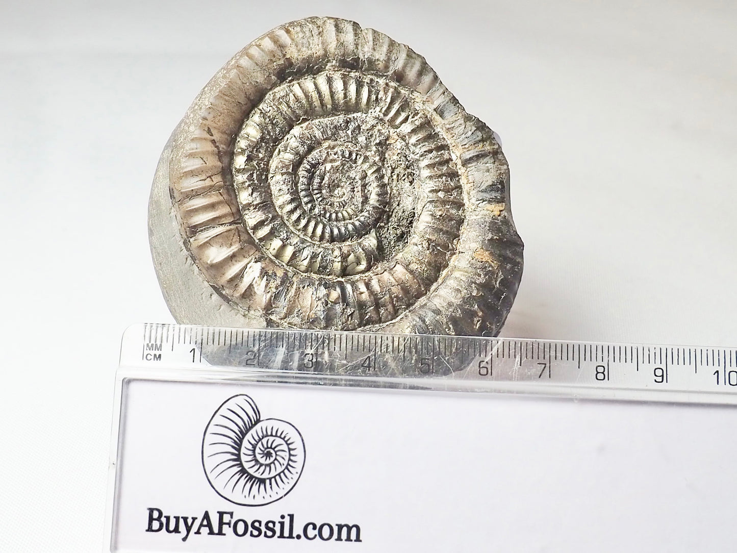 Paltechioceras