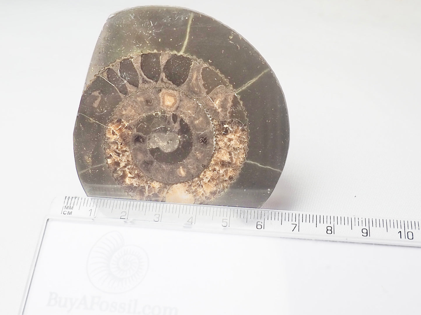Cut and Polished Ammonite Dactylioceras