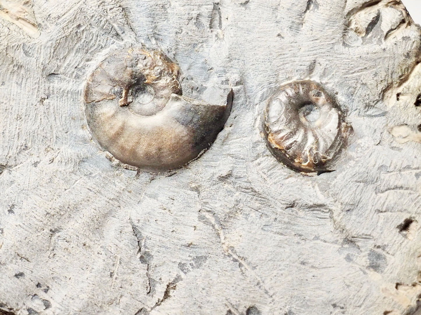 Eleganticeras Elegantulum