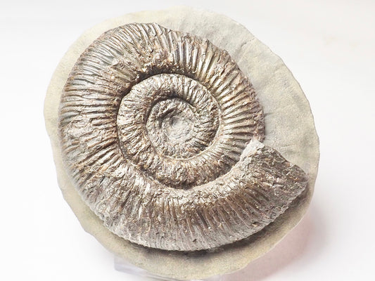 Dactylioceras Semicelatum