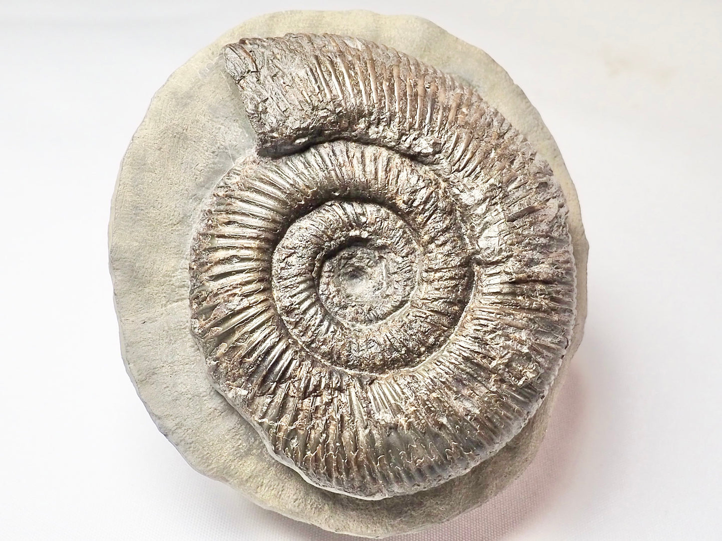 Dactylioceras Semicelatum