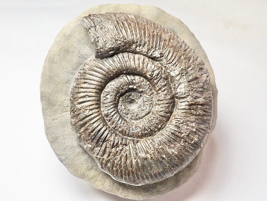 Dactylioceras Semicelatum