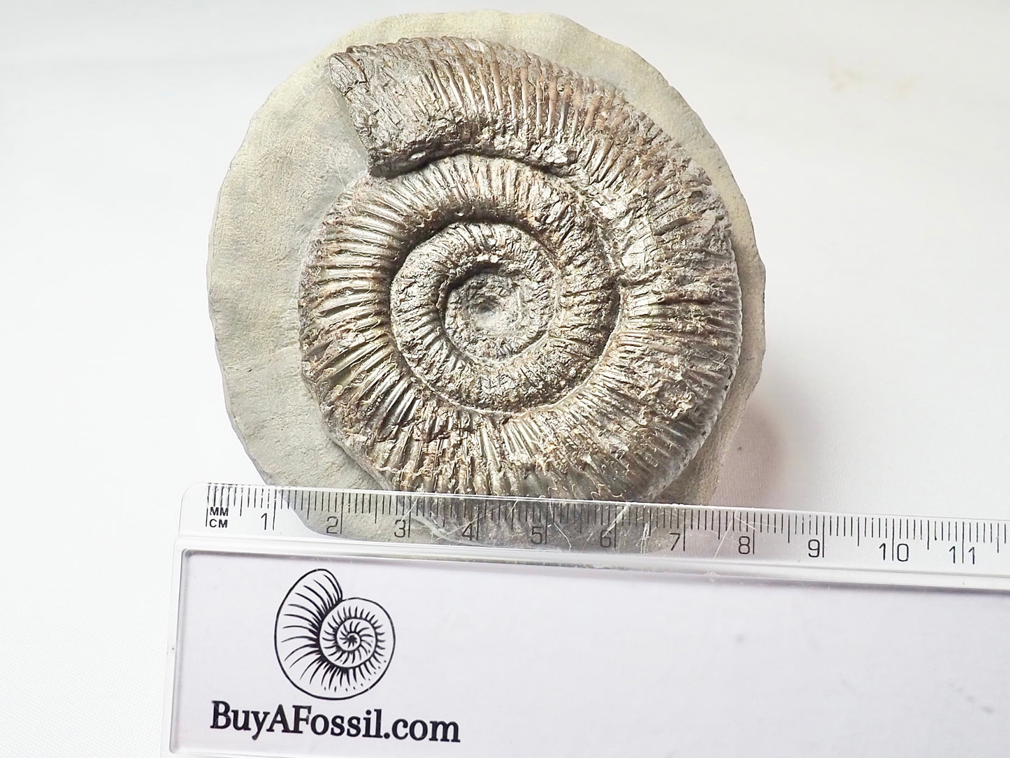 Dactylioceras Semicelatum
