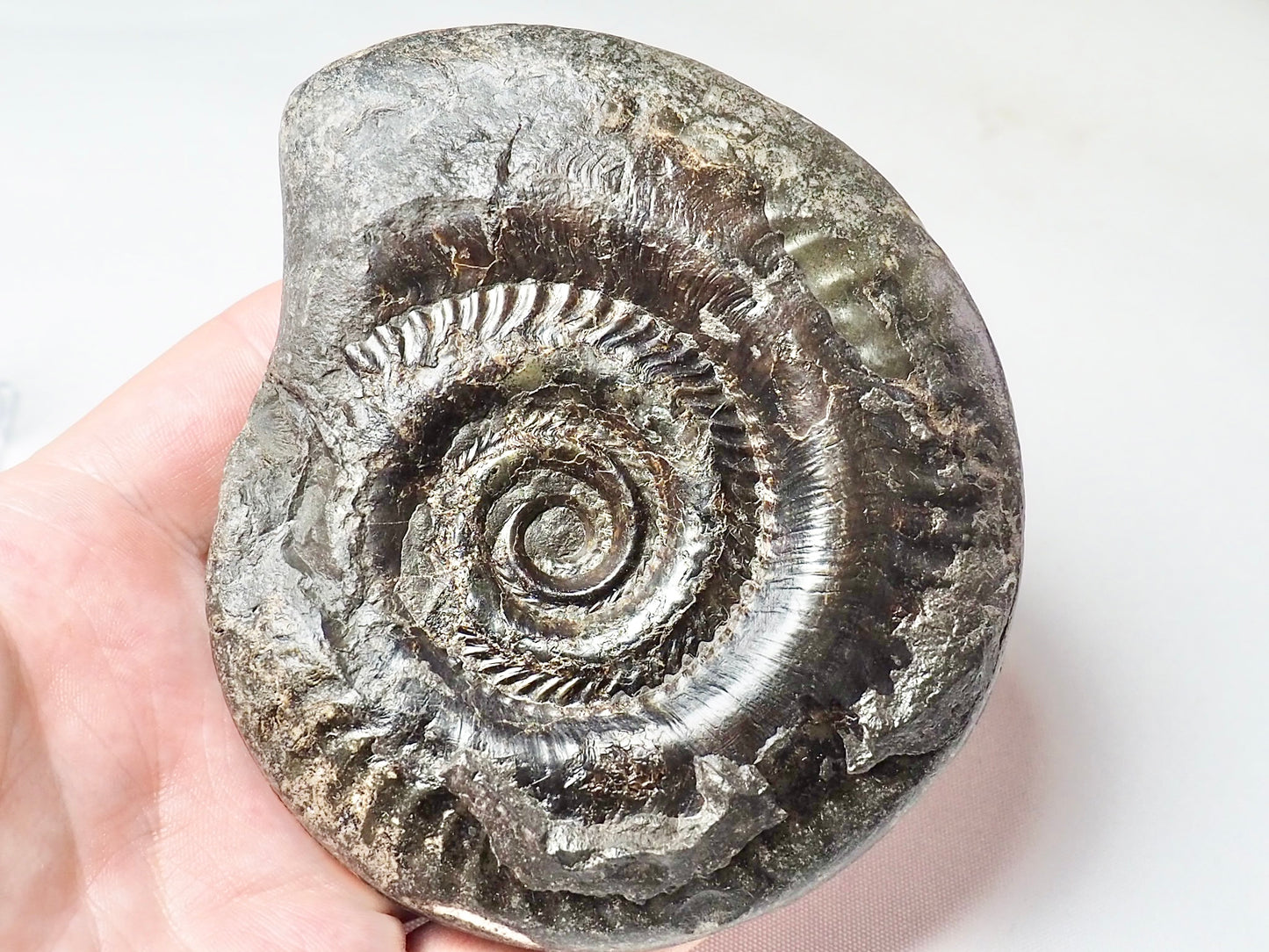 Hildoceras
