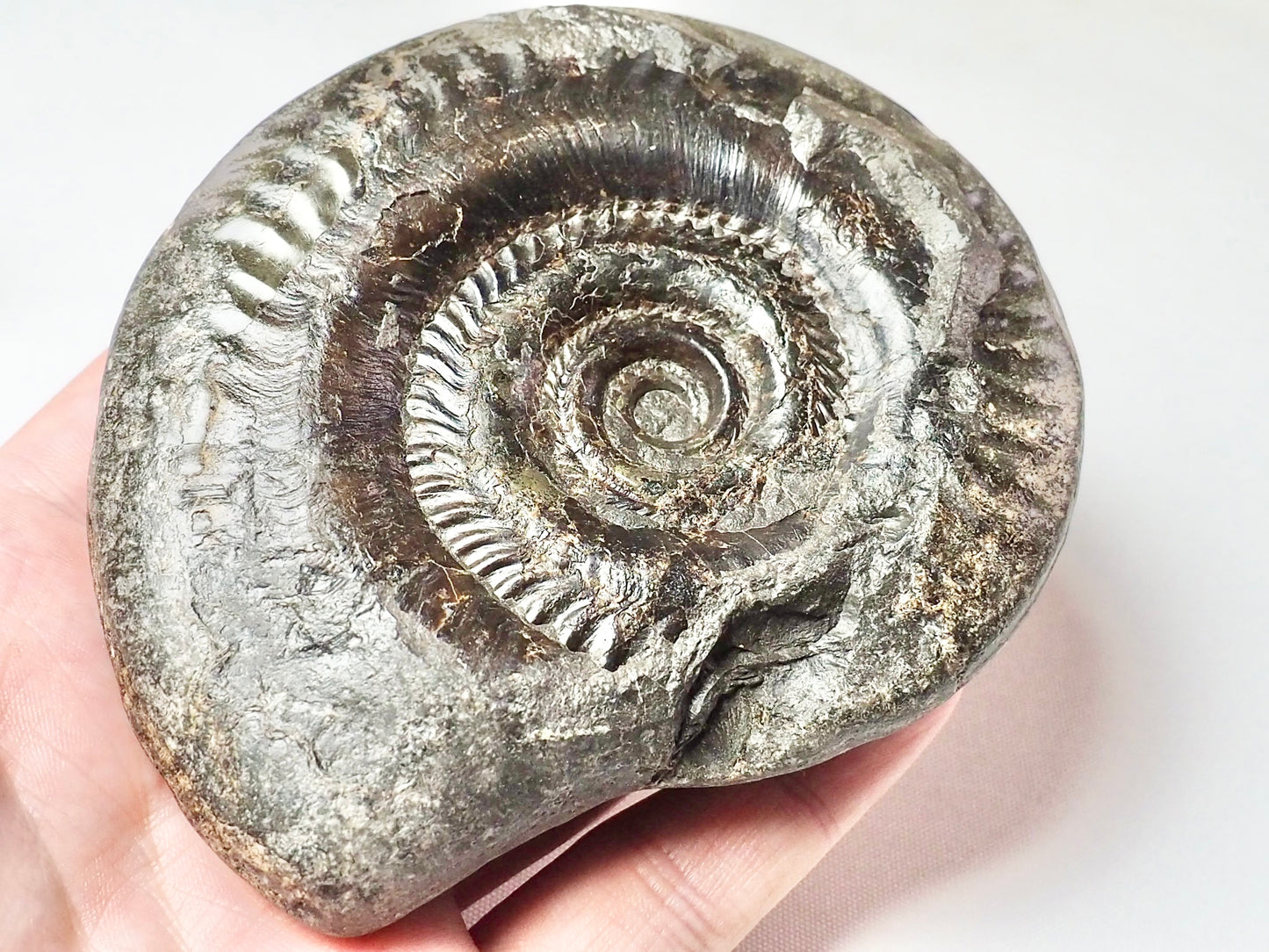 Hildoceras