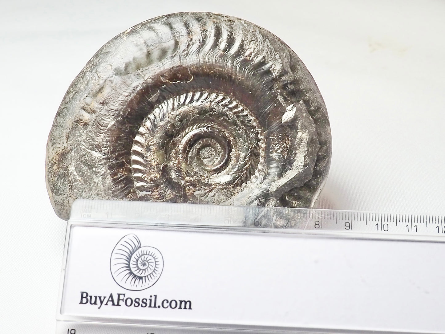 Hildoceras