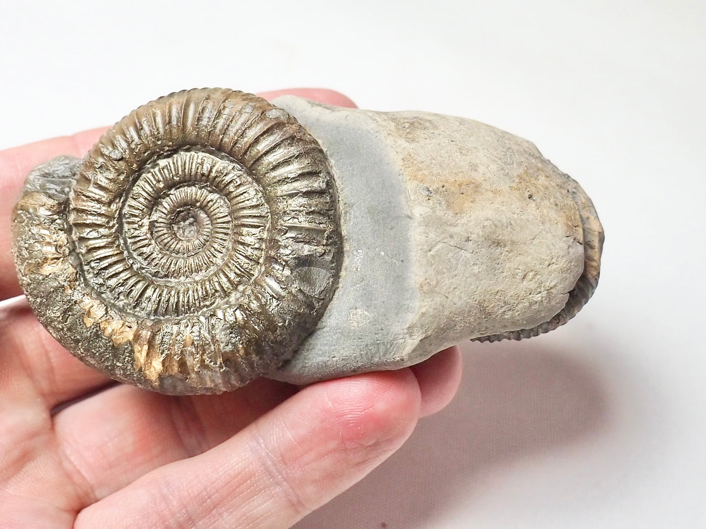 Double Dactylioceras