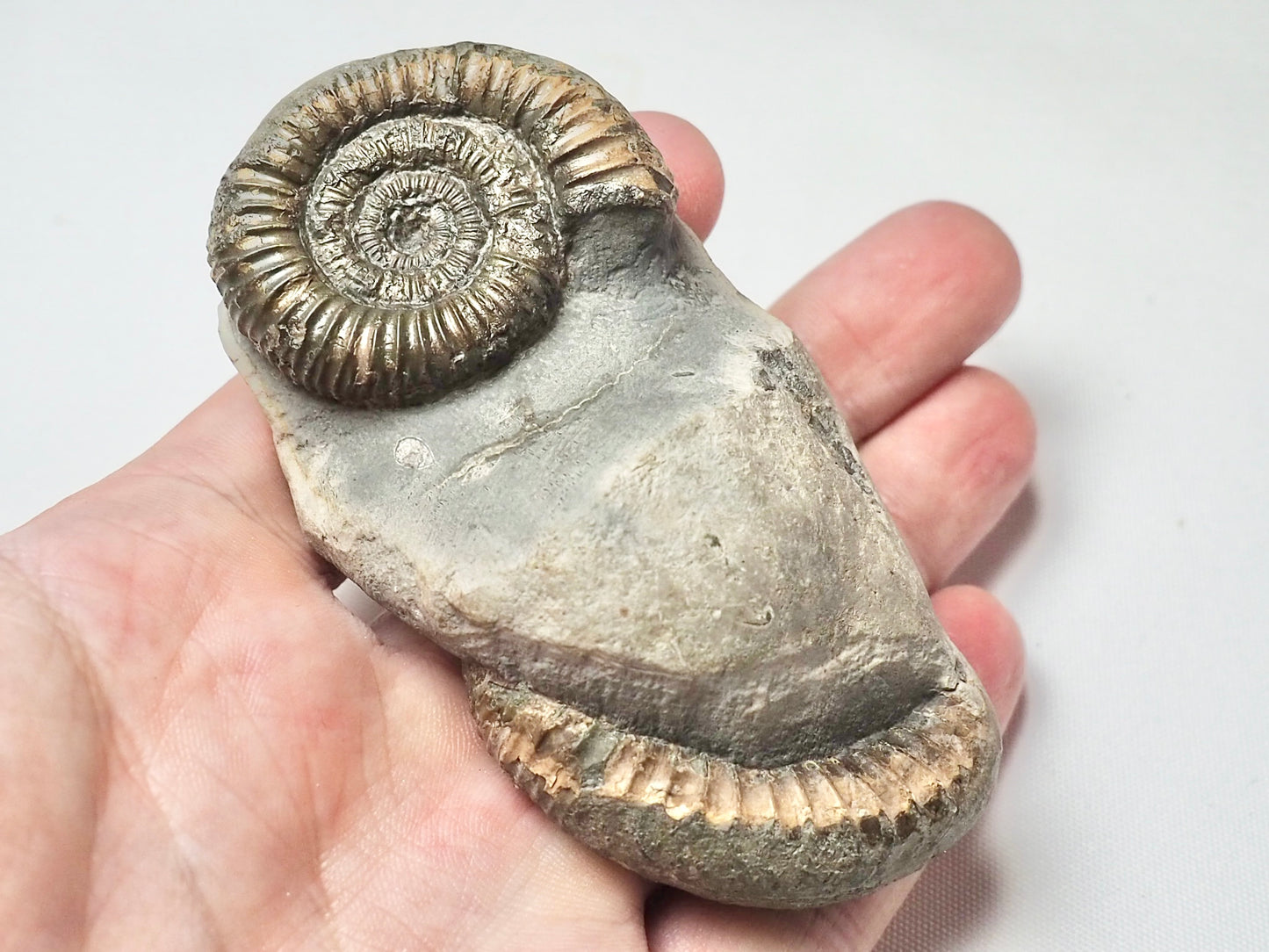 Double Dactylioceras