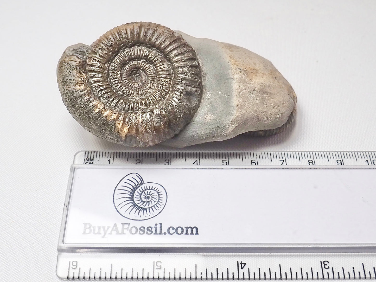 Double Dactylioceras