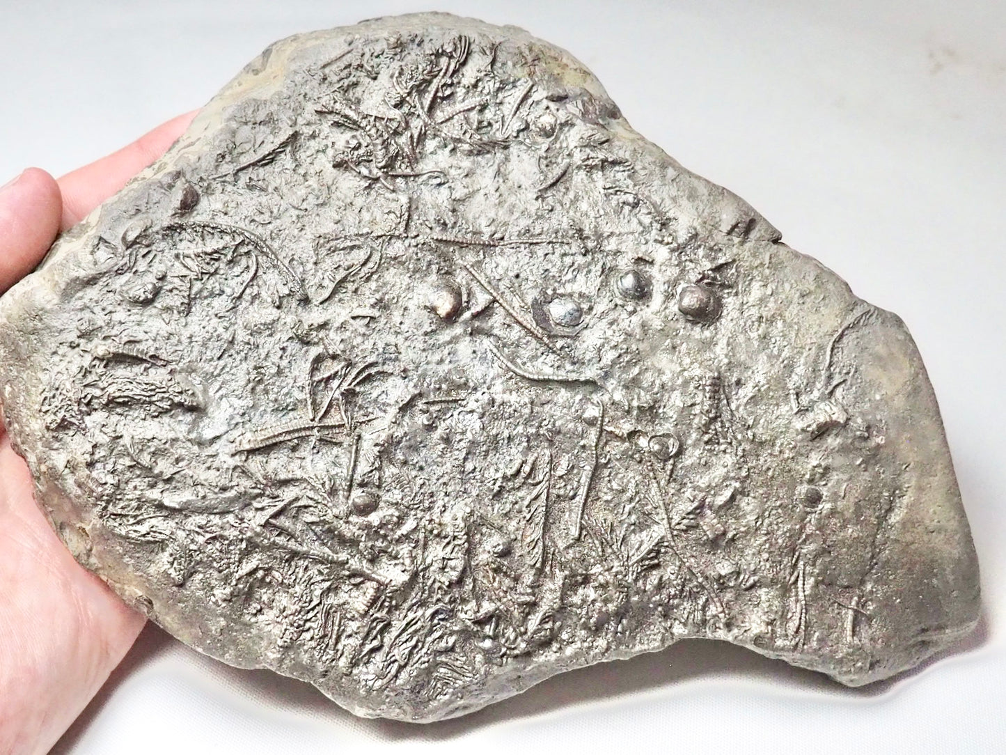 Crinoid