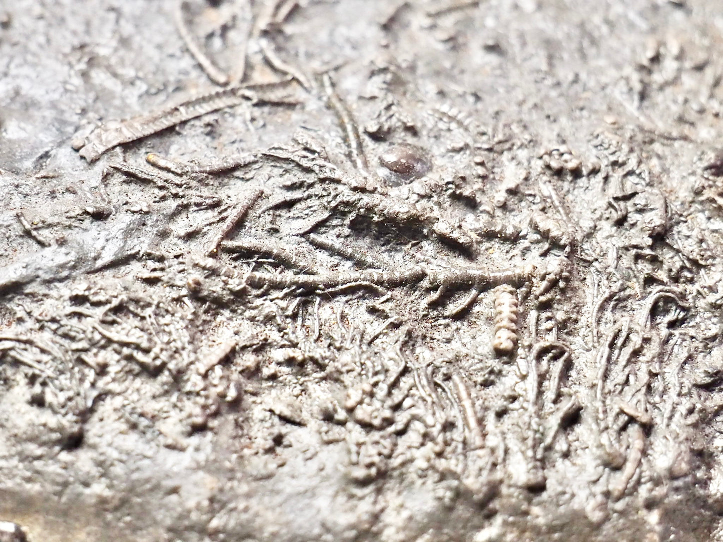 Crinoid