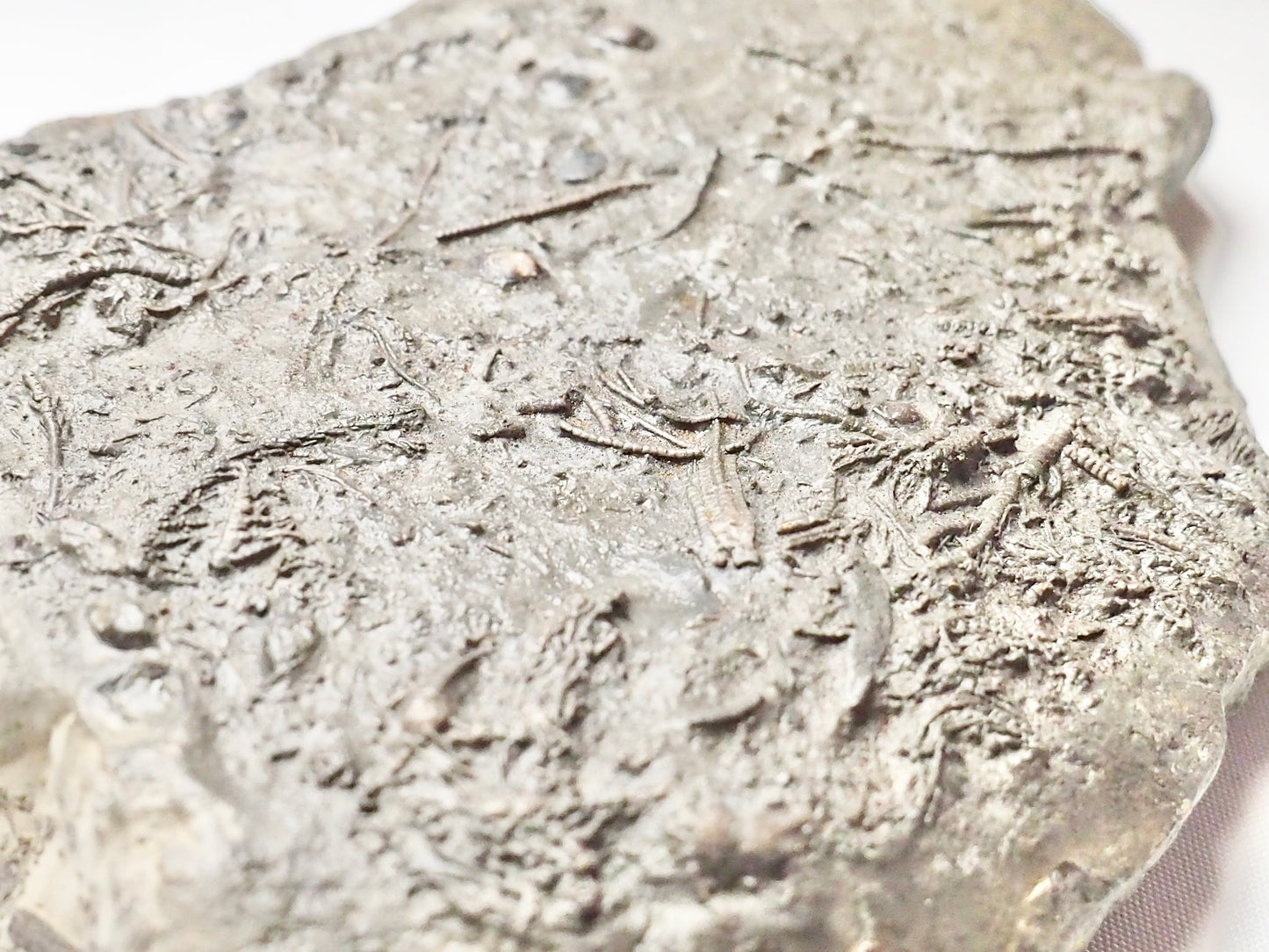 Crinoid
